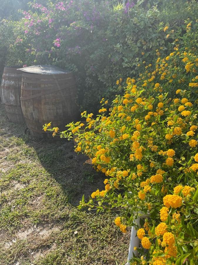B&B Sunset 埃尔科拉诺 外观 照片